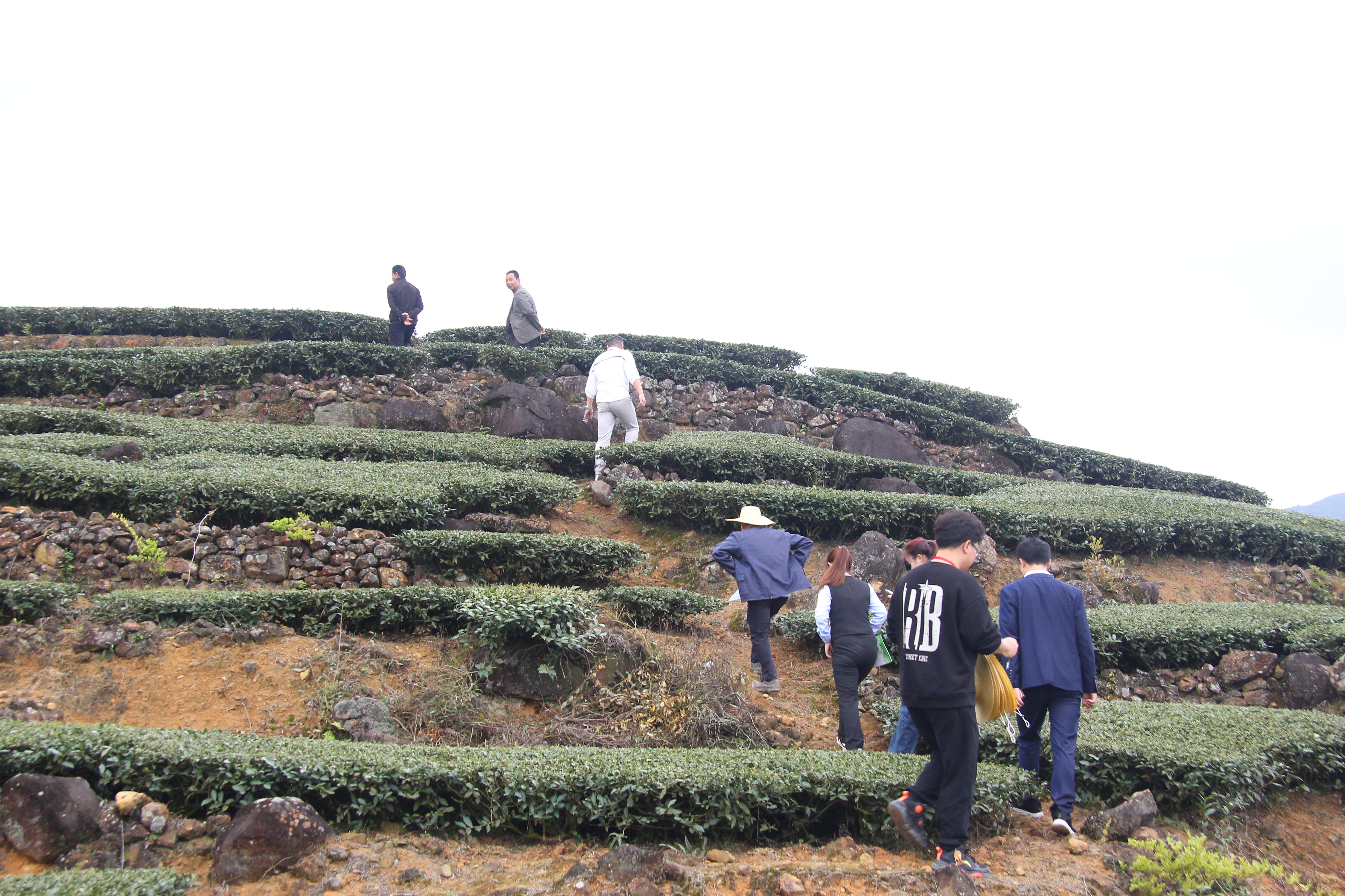 安溪祥华茶基地茶园